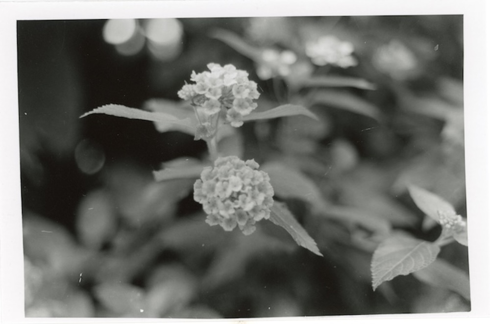 a picture of the 2 flowers in Carle Park.